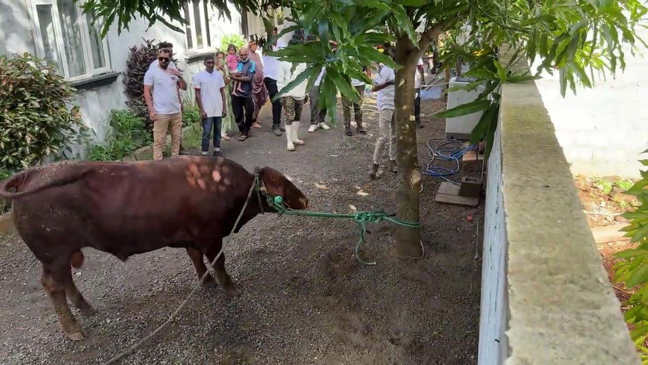 Bakrid 2025 in Mauritius Bull Rangers Team