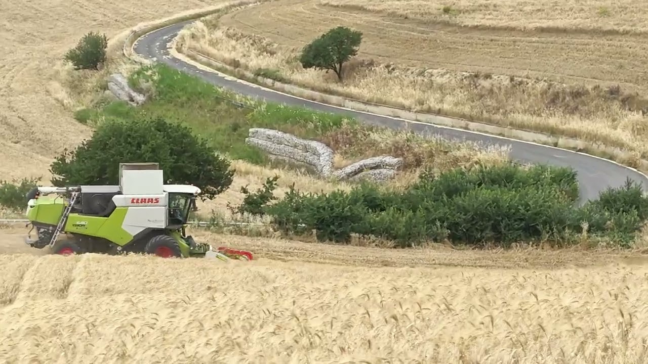 Trebbiatura 2025  Ururi (Cb).  Due Trion 540  ed una Fendt by Andrea Di Cillo Ripalimosani (Cb)