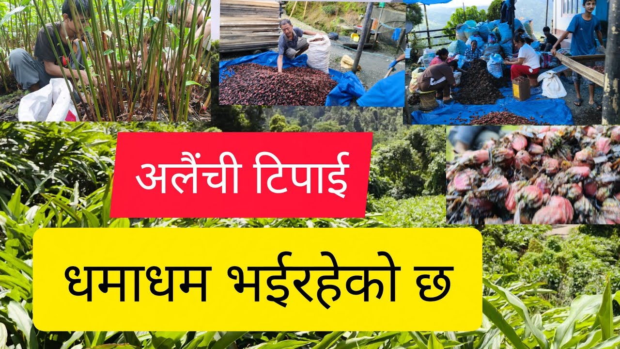 अलैचीको काम धमाधम भइरहेको छ/Large Cardamom harvesting✅रोङ-६ सलकपुर,ईलाम्🇳🇵