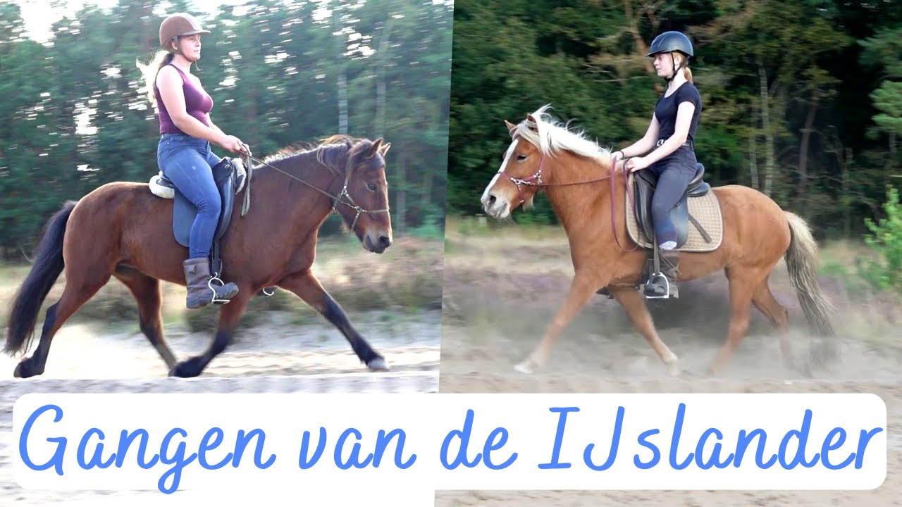 De gangen van een IJslander! 🐴