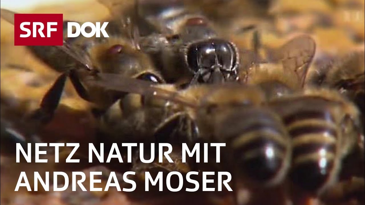 Bienen – Helferinnen und Bestäuberinnen | NETZ NATUR mit Andreas Moser | DOK | SRF Wissen