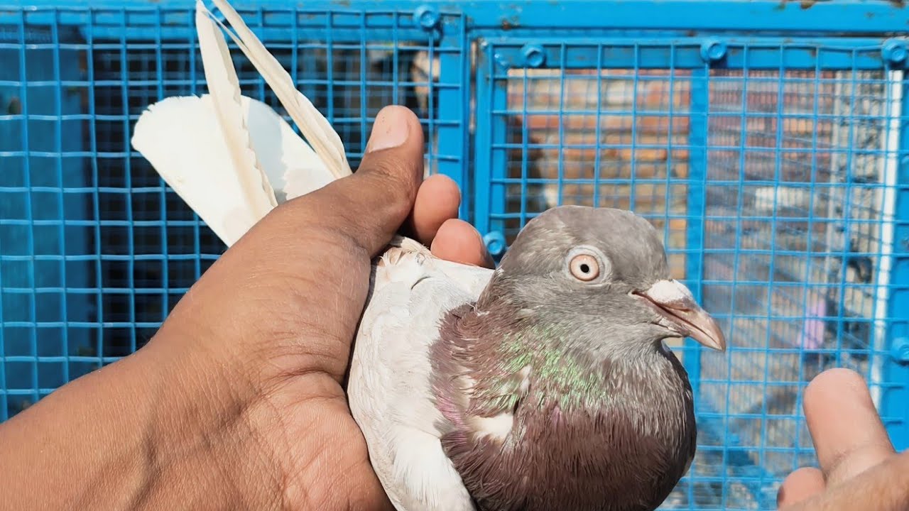 Pure punjabi malwai taao band jode full garanty k for sale 9350051975