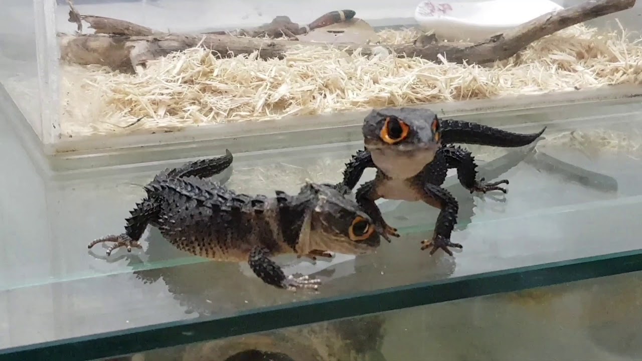 My 2 Red.Eyed Croc Skinks [THÀN LẰN CÁ SẤU MẮT ĐỎ]