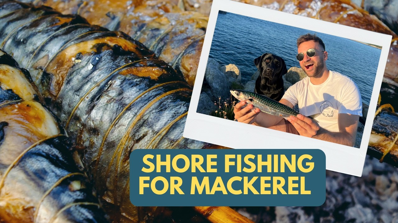Mackerel Fishing UK Catch & Cook | Shore Fishing for Food UK / GUERNSEY