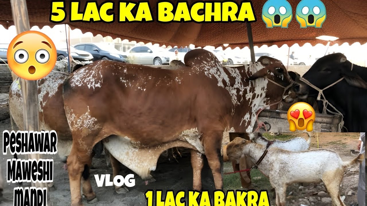 Peshawar Ki Mashoor Maweshi Mandi | Peshawar Famous Cow Mandi | EidulAdha 2023 | Qurbani 2k23 | PJ