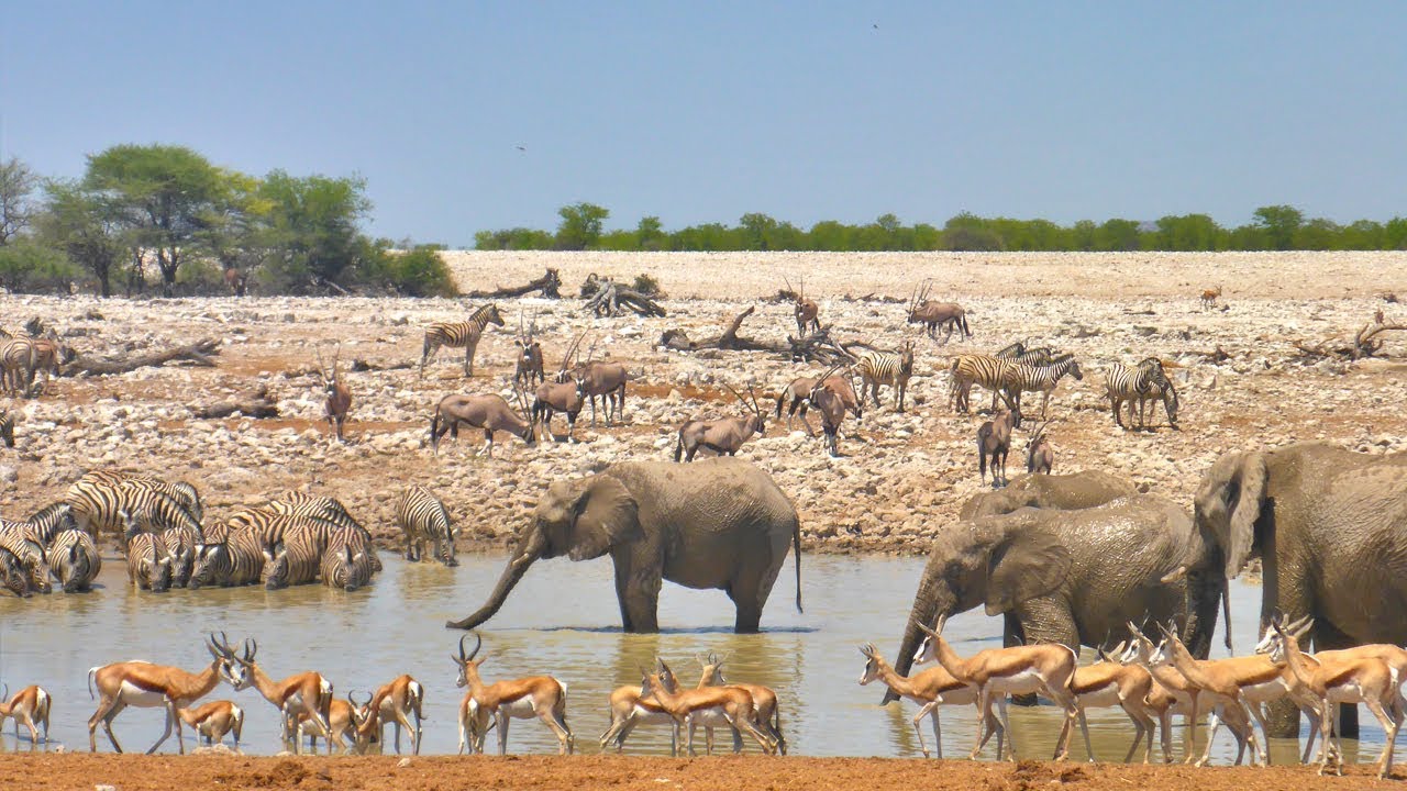 A day at the Okaukuejo waterhole (Etosha, Namibia)