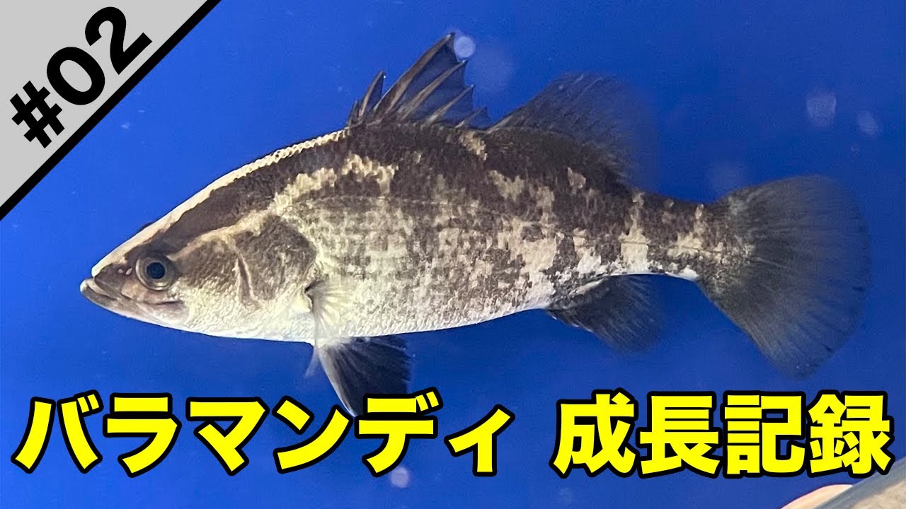 バラマンディ 成長記録 #2 〜飼育開始から1ヶ月経過しました〜