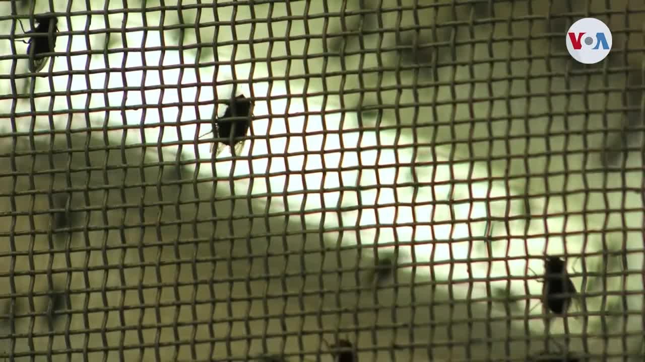 Moscas est&eacute;riles mantienen el equilibrio de la ganader&iacute;a en la regi&oacute;n