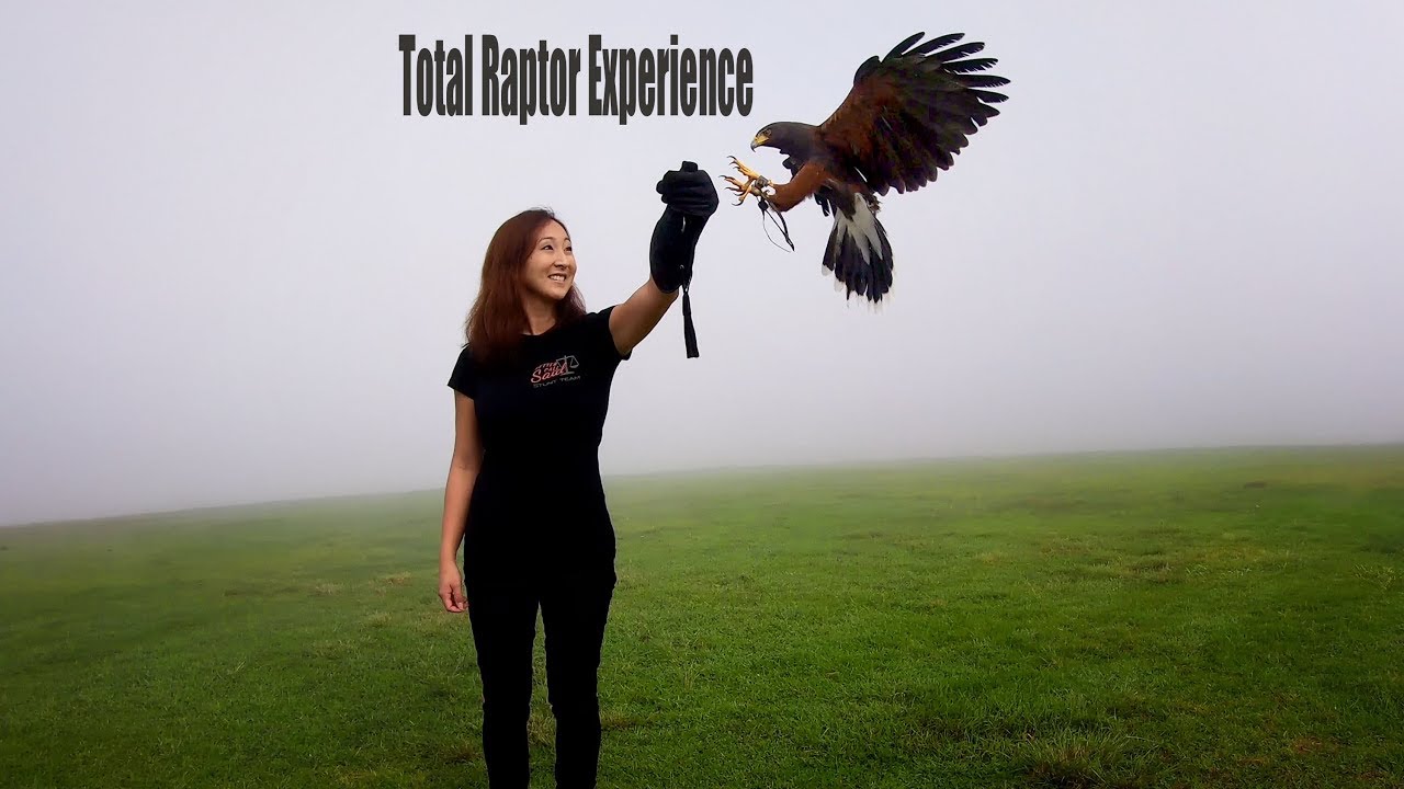 Total Rapture Experience Falconry Class