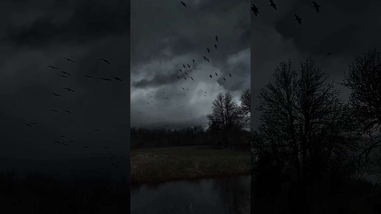 Nature unleashes its raw power &mdash; a cinematic symphony of wind, rain, and lightning ⛈️
