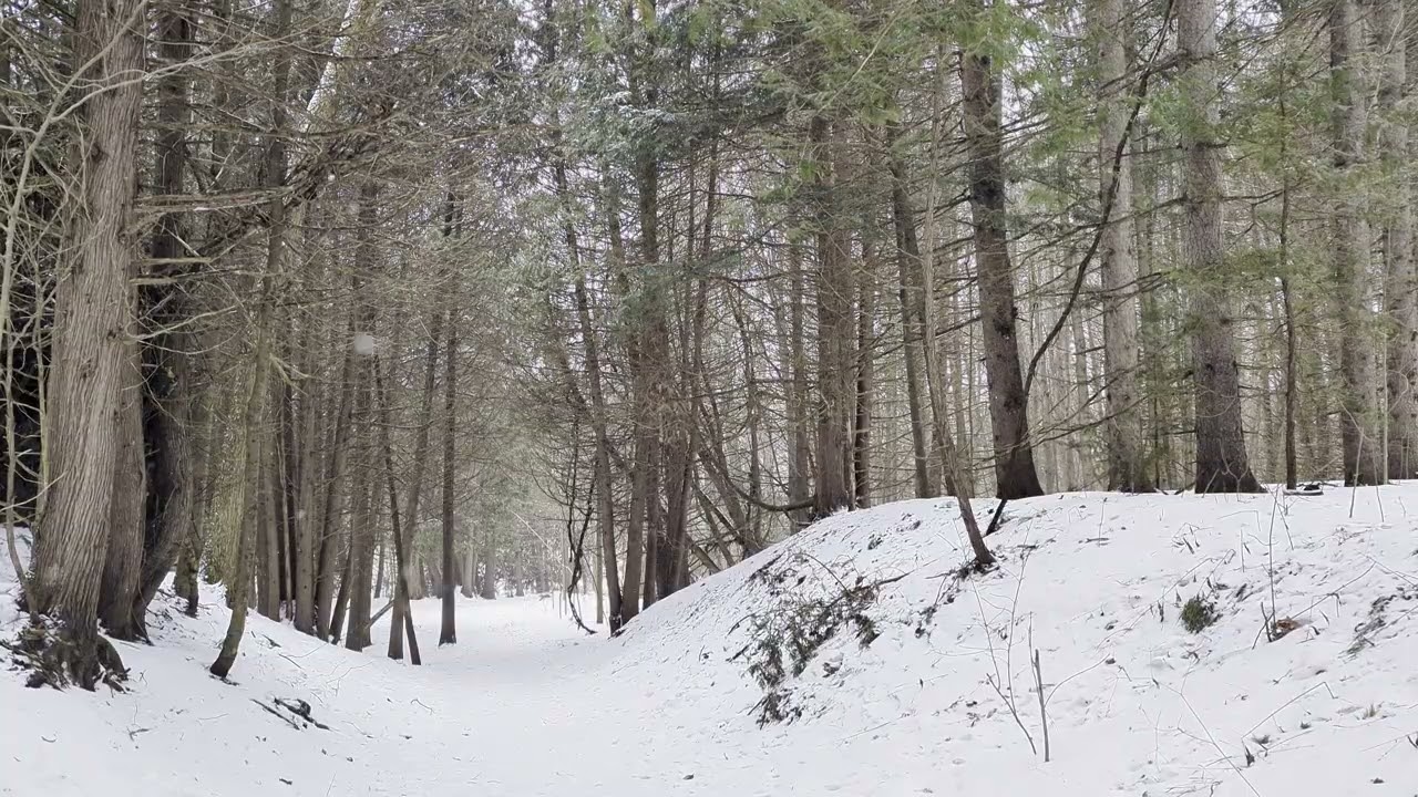 Daily Hour in Nature | Pure Nature Sounds | No Music | January 11, 2026