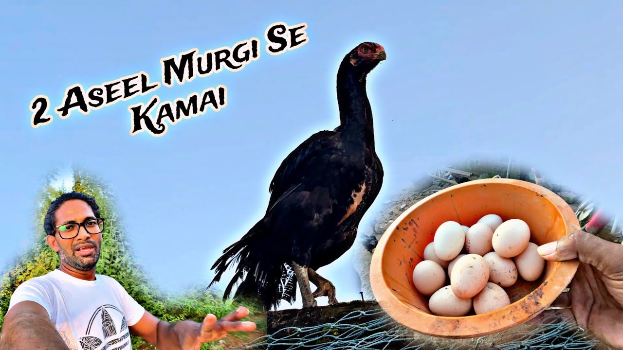2 Aseel Murgi Se kamai 🤑🤑🤑🤑 || Mtf Paradise Aseel