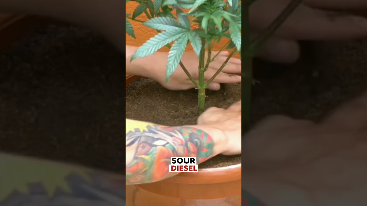 Top 10 Best Weed Strains ! | 10 Jaw Dropping Facts #shorts