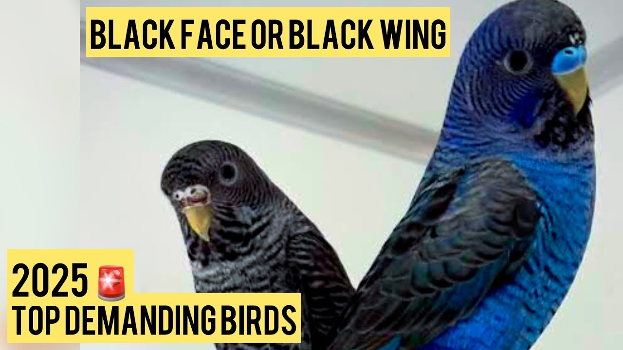 Budgies Parrot Information 2025 | Blackface & Blackwing Budgies | Rare Budgies Collection 