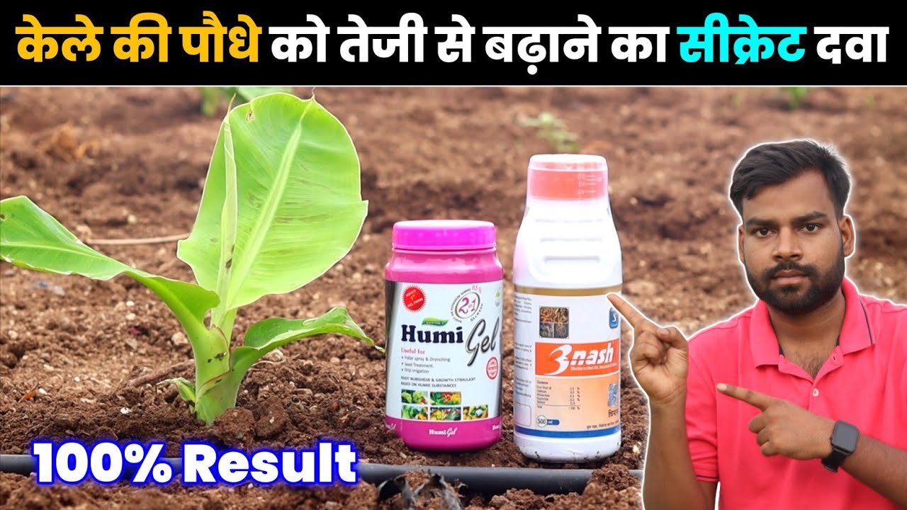 केले की पौधे को तेजी से बढ़ने का सीक्रेट दवा || Benefit of Drenching in Banana farming