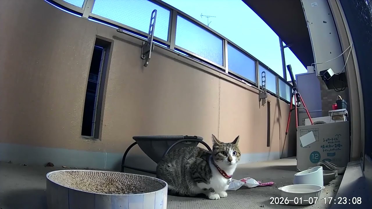 【ベランダ猫の一日】 2026年01月07日 3倍速ダイジェスト