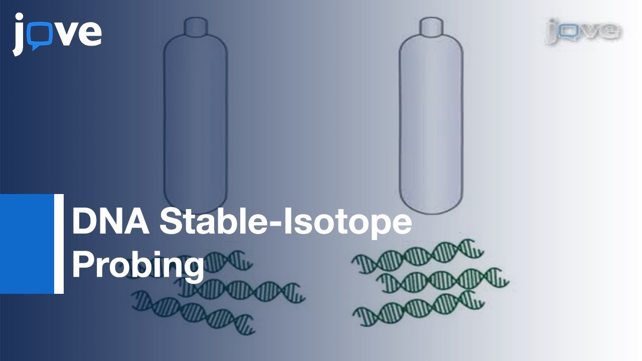 DNA Stable-Isotope Probing (DNA-SIP) l Protocol Preview
