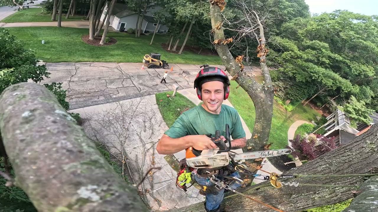Tree Removal Action: Dead Oak in Norton Shores