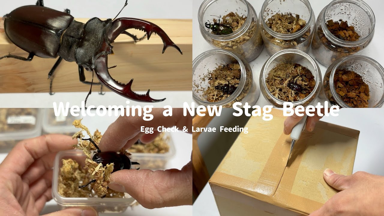 Vlog｜購入したクワガタ紹介｜新しい仲間をお迎え｜New Stag Beetle Arrival