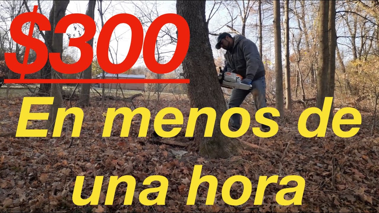 🌳Cortando un arbolito 🌳