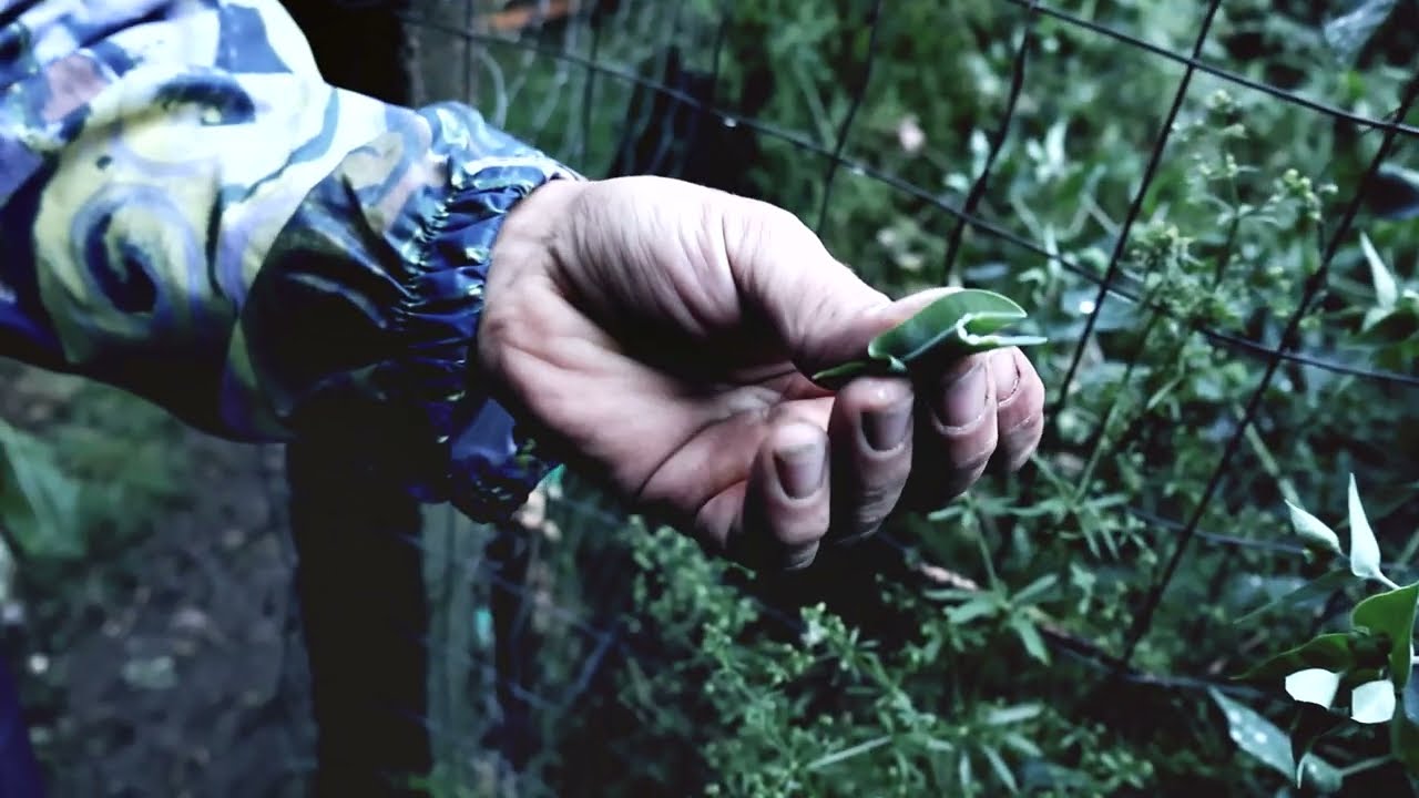 Permacultură experimentală / Experimental permaculture