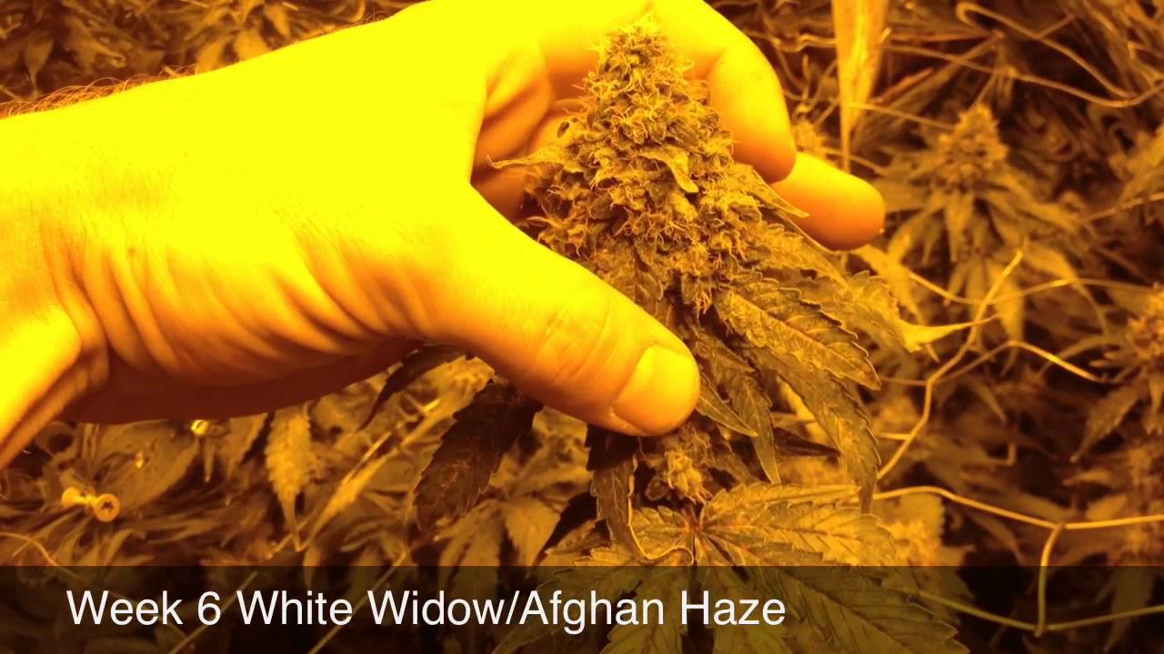 Week 6 Flowering White Widow/Afghan Haze