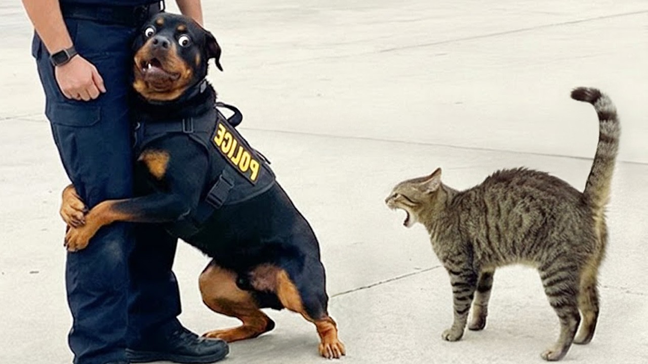 Los Perros Más Divertidos de Internet 🤣 Videos de Perros Súper Graciosos