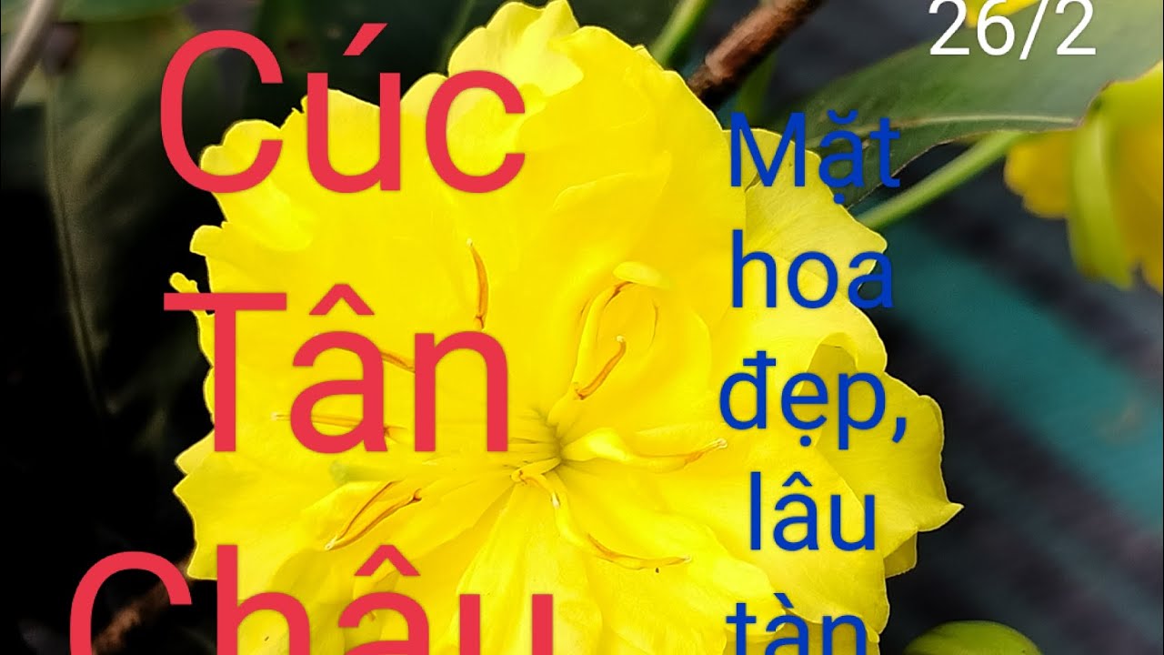 C&uacute;c T&acirc;n Ch&acirc;u, mặt hoa đẹp, l&acirc;u t&agrave;n, dễ chơi, Sđt 0928184527, ng&agrave;y 26/2.