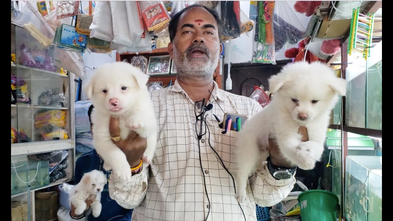 Vani Fish World in Hanamkonda 4k video (Warangal, Telangana. contact this no 8686055335 )