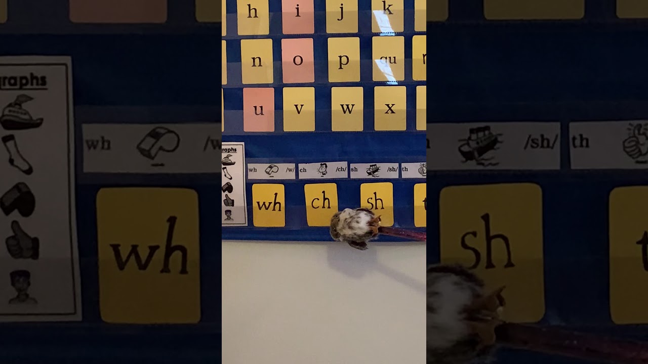 Fundations Digraphs