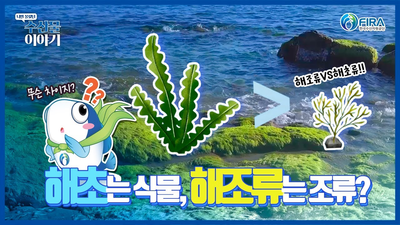 해초와 해조류의 차이는?