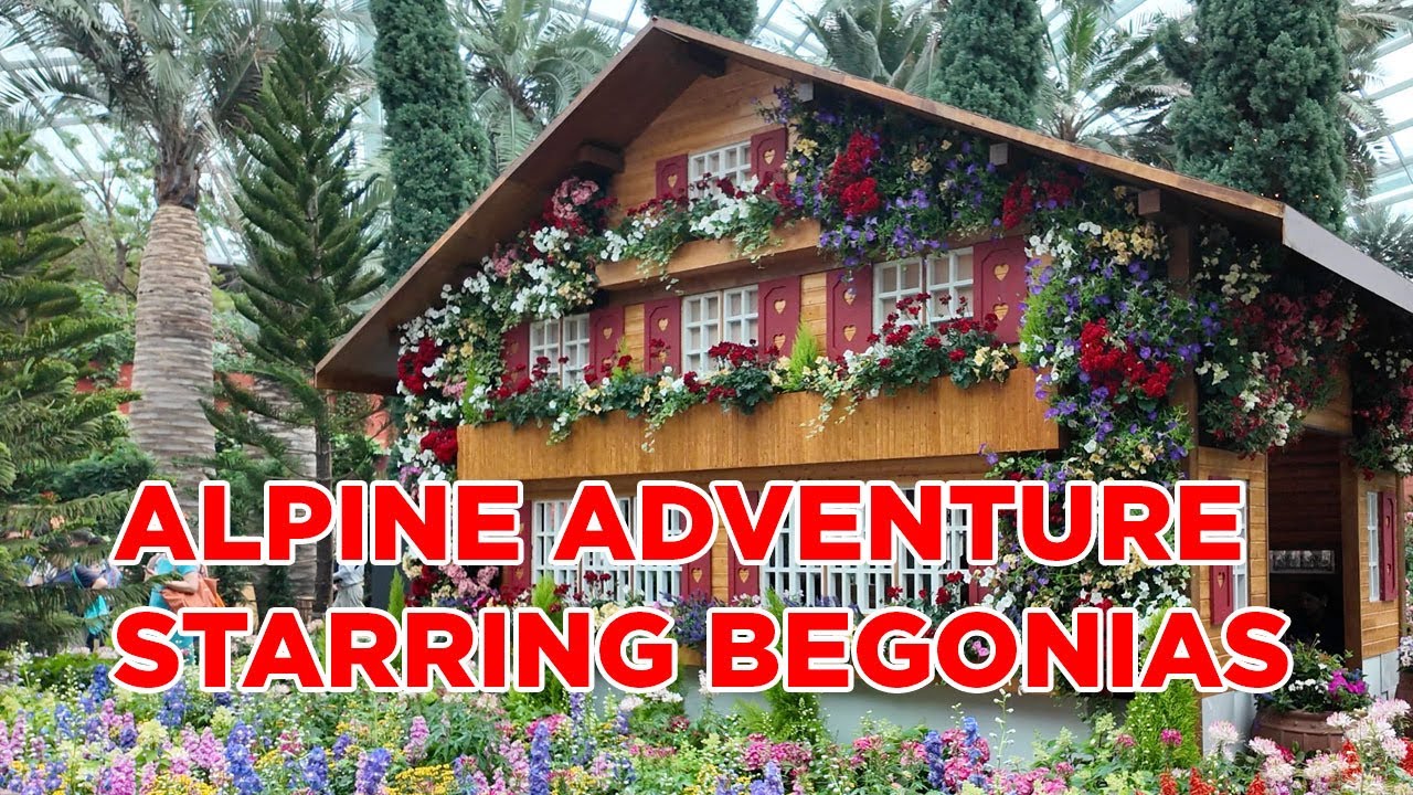Alpine Adventure Starring Begonias, Gardens by the Bay, Flower Dome || Walking Singapore