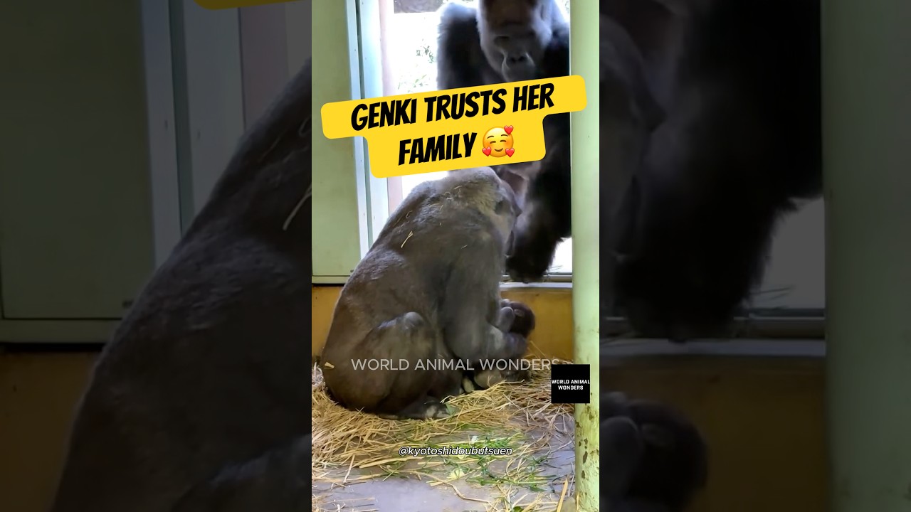 Genki's Baby Meets His Family Up Close💞