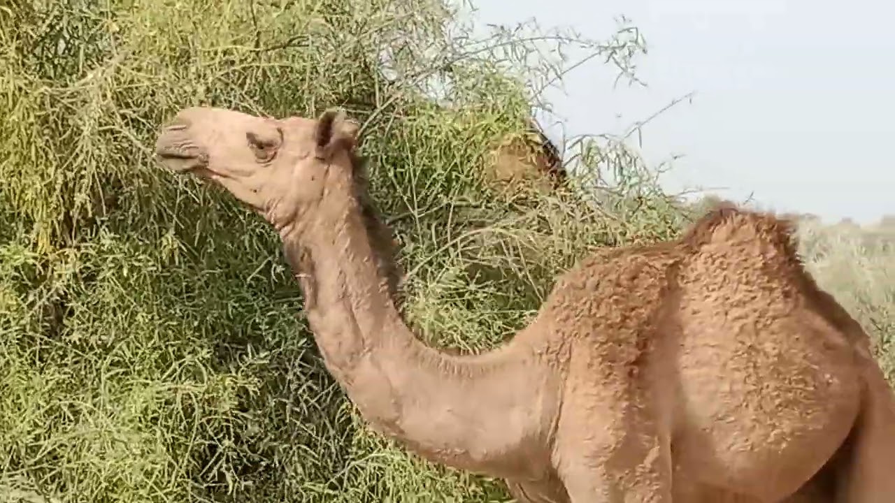 Camel-camel eating fresh food by alive tree-camel of thar-big camel-desert life style-fresh tree