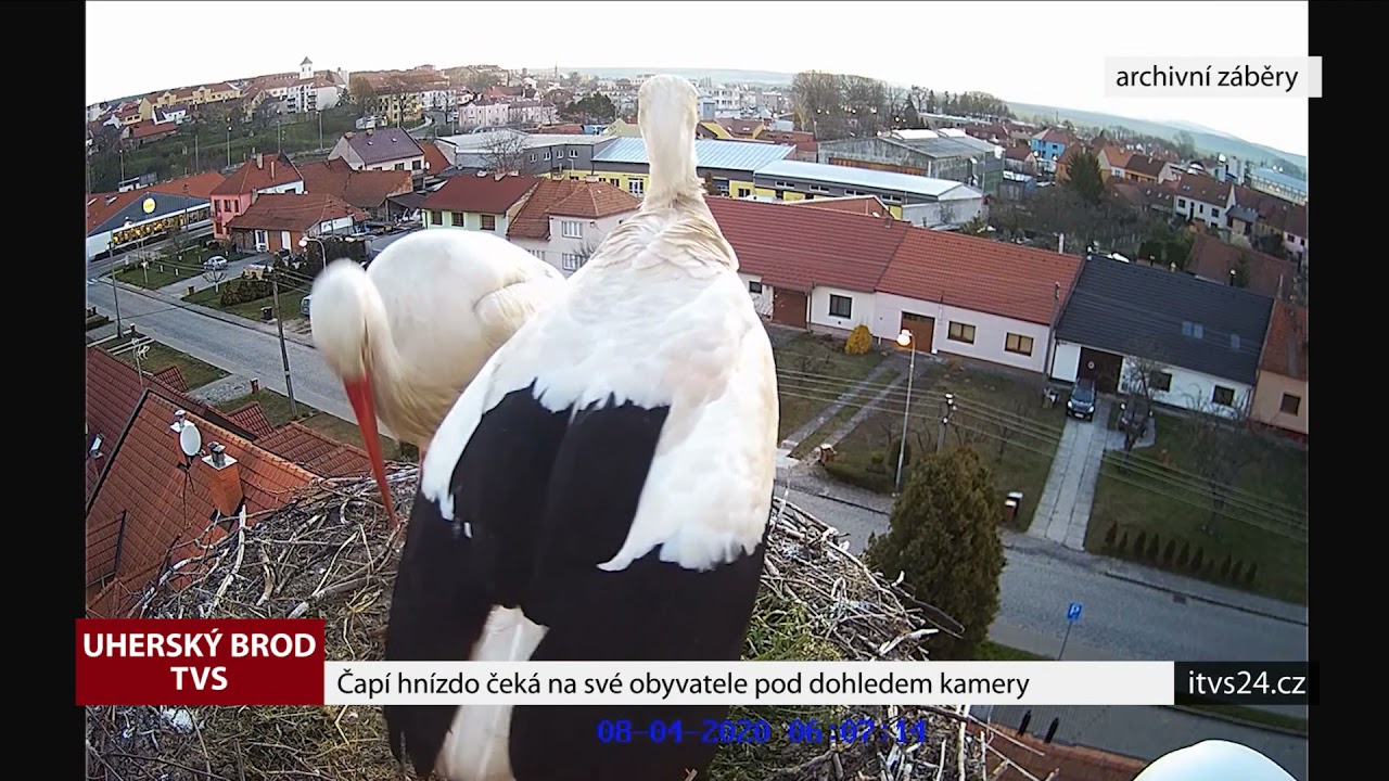 Čapí hnízdo čeká na své obyvatele pod dohledem kamery (TVS)