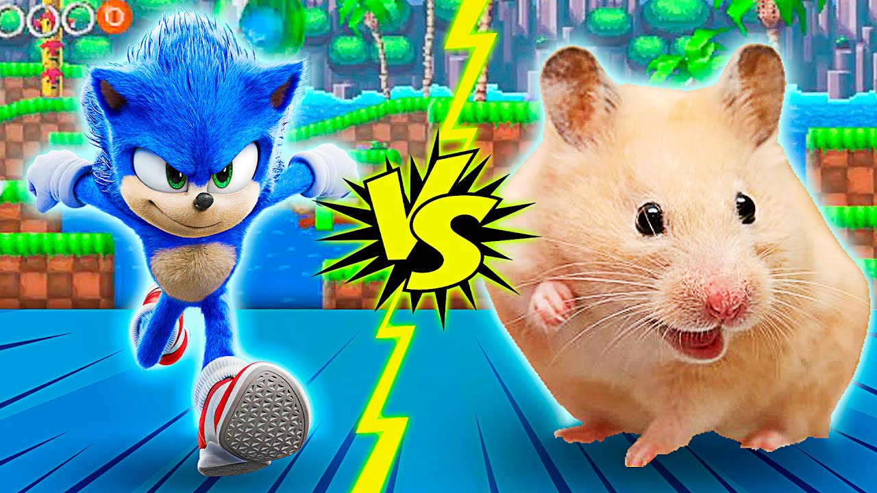 Sonic the Hedgehog and Hamster Napi | A huge maze from the game Hedgehog Sonic