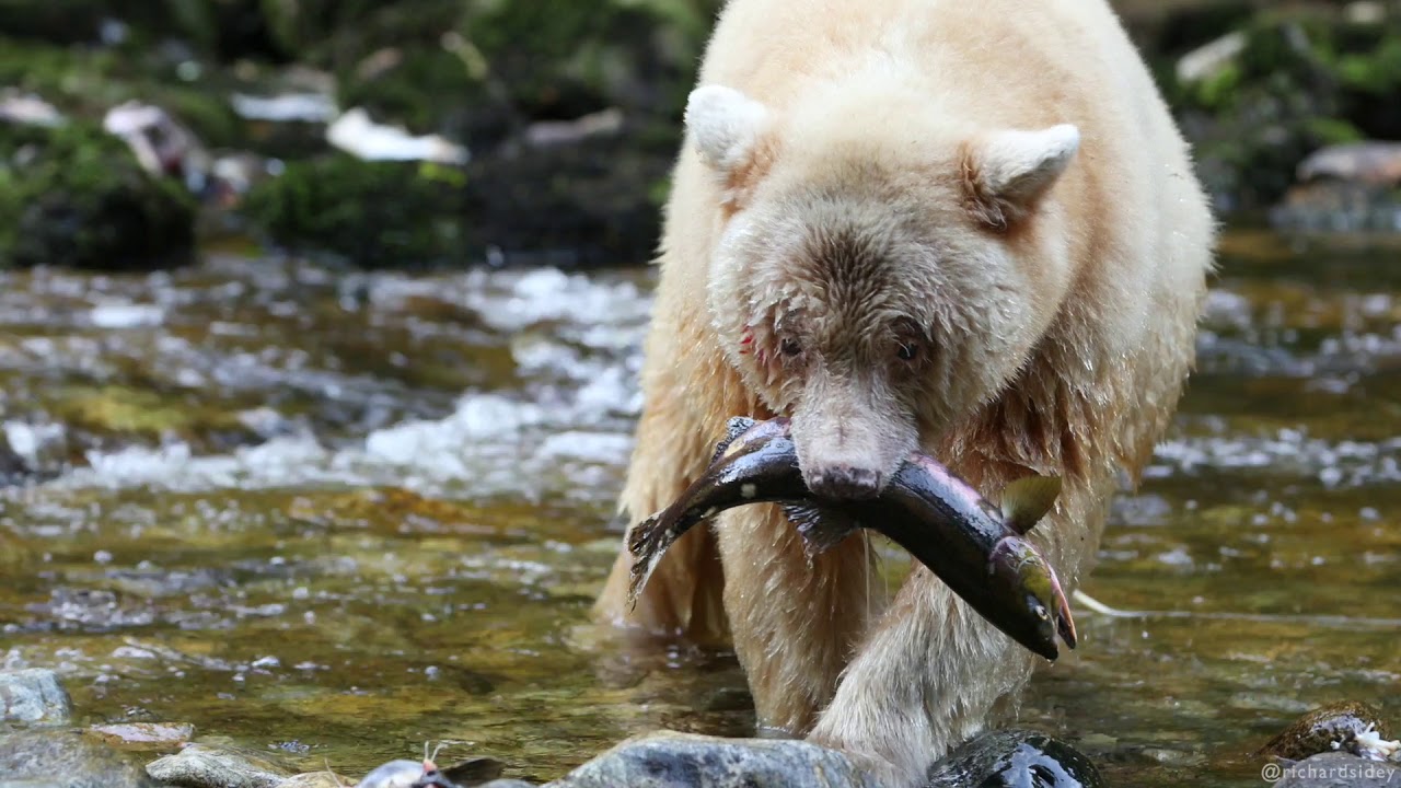 Spirit Bears