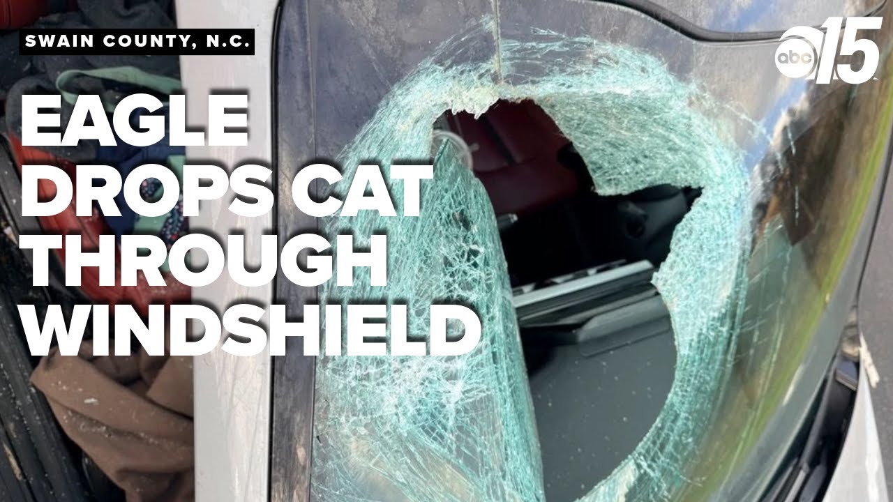NC driver tells 911: ‘I just had a bald eagle drop a cat through my windshield’