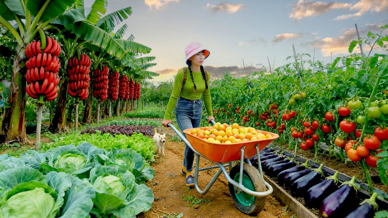 30DAY Harvest, Sell, Cook: Tomatoes, Eggplants, Cabbage, Red Bananas - Farm Life