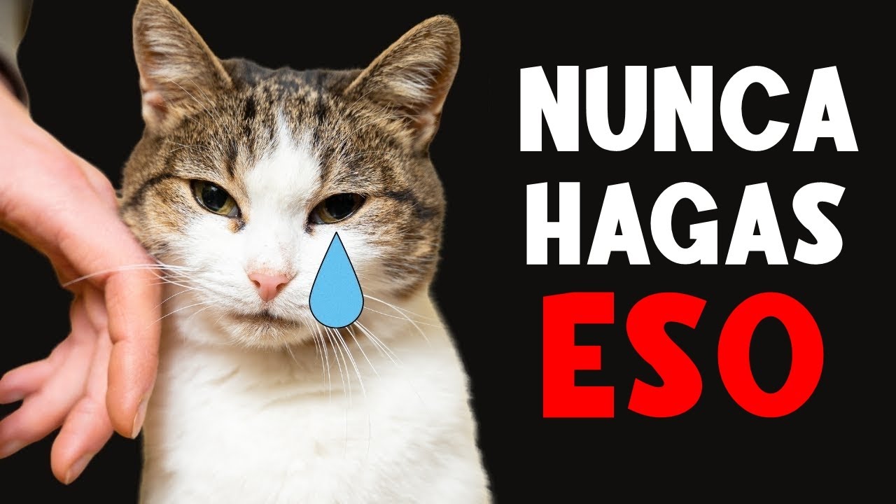 10 Cosas que un gato NUNCA PERDONARÁ 🔥😿