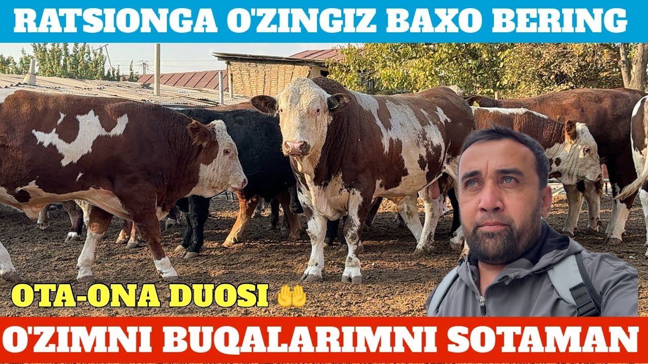 SOTILDI. O'ZIMNI BUQALARIMNI QORAQALPOQ BERUNIY TUMANIGA SHUXRAT AKA MAXSUM AKAGA BARAKA BO&lsquo;LDI.