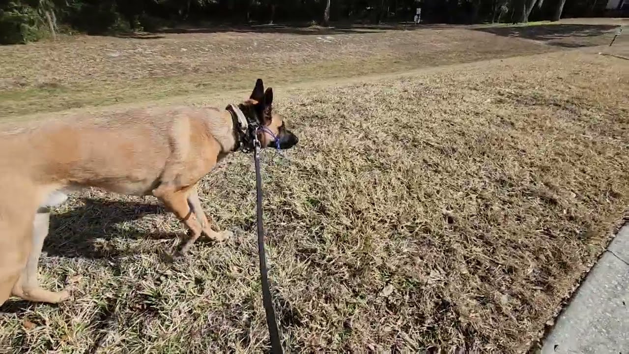 Scent walk for client Walk & Train. K9PT: What is your dogs breed specific behavior?