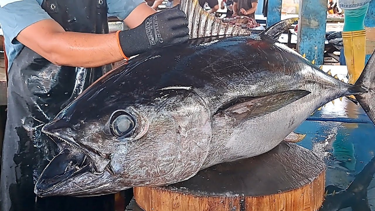 Aksi Hebat Master Lokal Papua Memotong Ikan Tuna Besar 40 Kg