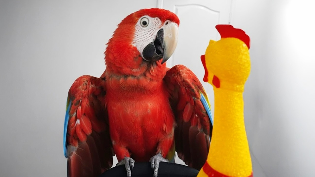 When a Parrot Is Born a Natural Comedian 😂 Funniest Animal Videos Ever