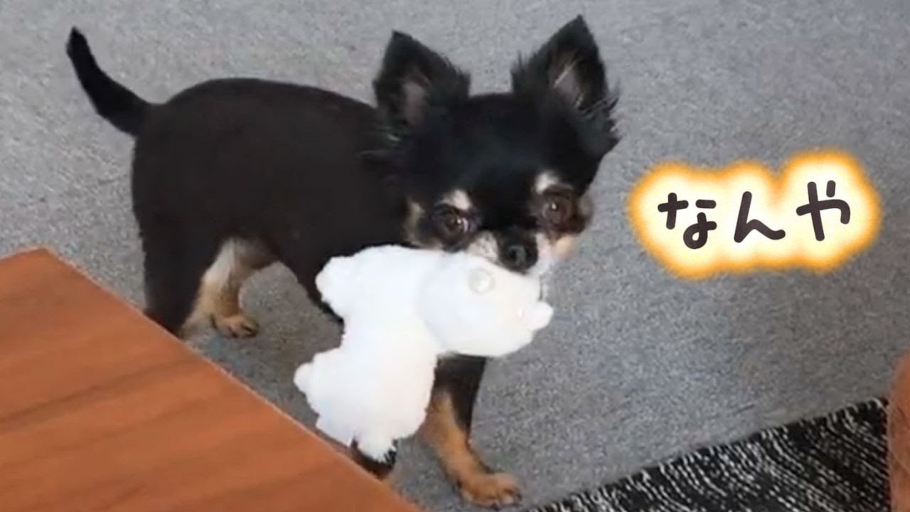 【チワワ】嬉しすぎると喜びをアルパカに伝えるこっちゃん#チワワ#可愛い動画#ほのぼの動画