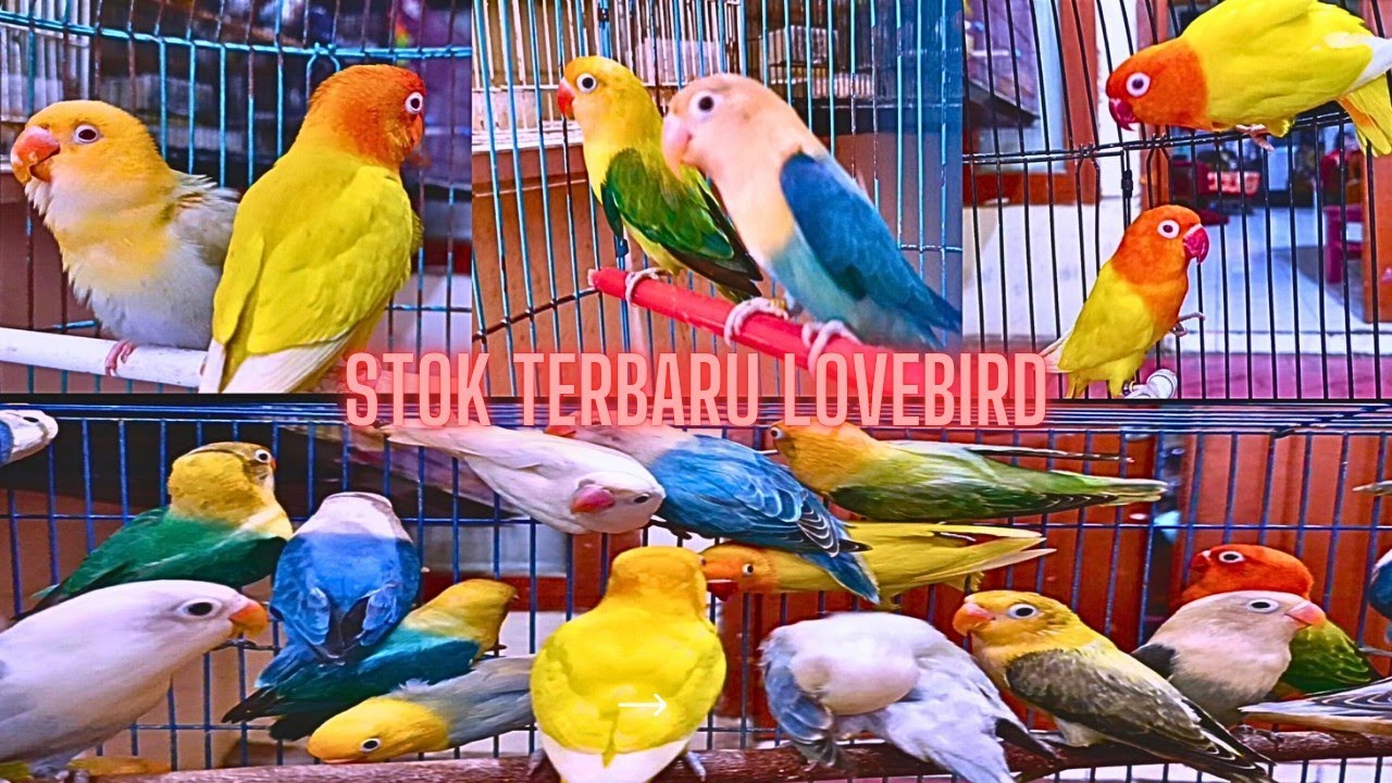 Comeback..!!!Erlangga bird hadir lagi bersama Lovebird warna nan cantik harga dan kualitas bersaing