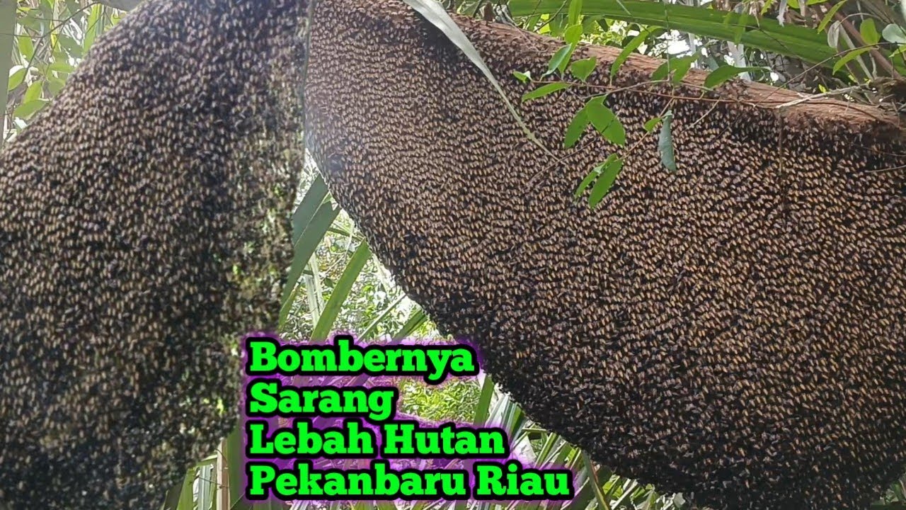 Bombernya Sarang Lebah Hutan Pekanbaru Riau     #bee#honey#panenmaduhutan#lebah#hutan#extreme#viral 
