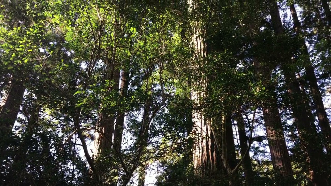 Redwoods of Grootvadersbosch - The Redwood Family