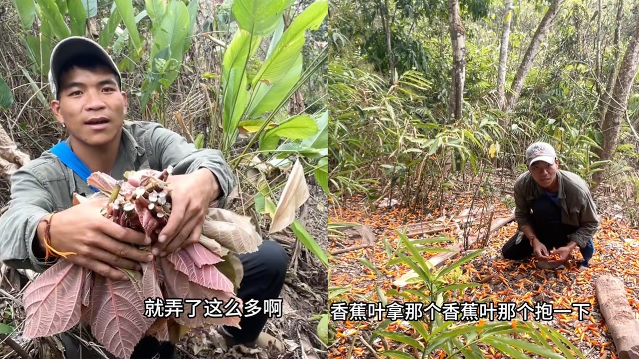 三哥去爬山找野菜，抓老鼠找到了黄花菜特别多。#老挝#三农