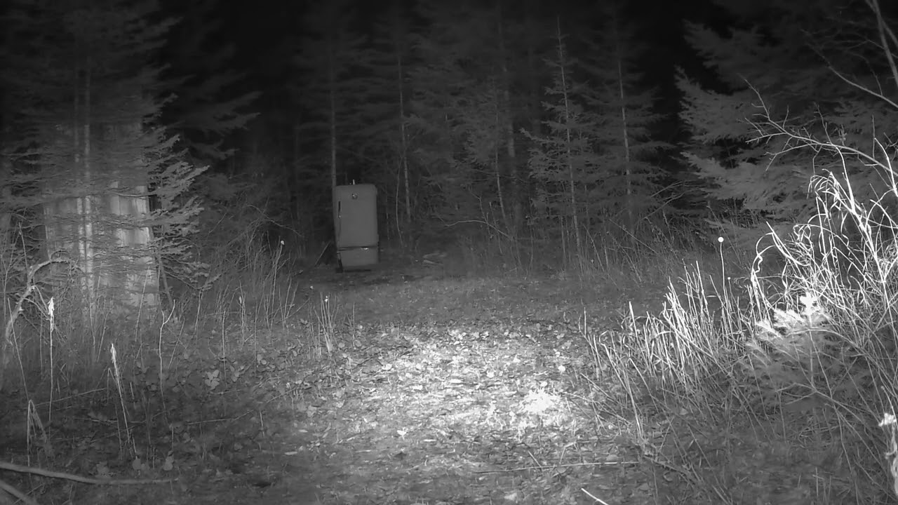 Cougar 1